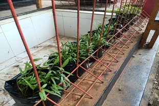 Picture17